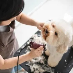 МАШИНКИ ЗА ПОДСТРИГВАНЕ НА ЖИВОТНИ