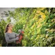 Einhell GP-CH 18/61 Li BL-Solo Професионална акумулаторна ножица за подрязване на плет с безчетков двигател