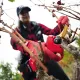 FELCO 834V - Електрическа ножица за рязане на лозя
