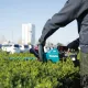 Акумулаторен храсторез Makita DUH501Z, 18 V, 500 мм, без батерия и зарядно