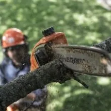 ПРЪТОВЕ ТРИОНИ